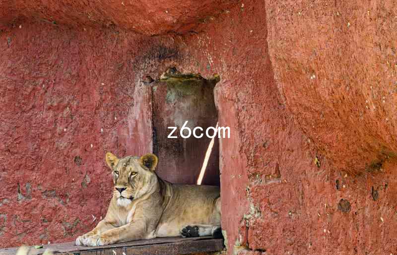 z6com